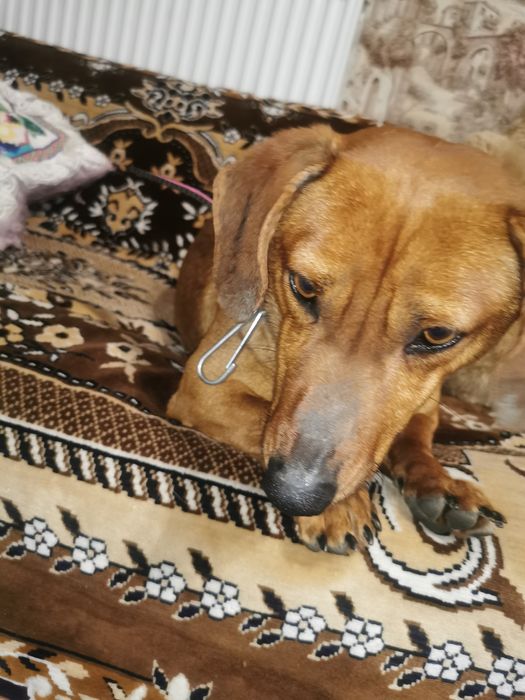 Такса хлопчик шукає дівчинку для в'язки