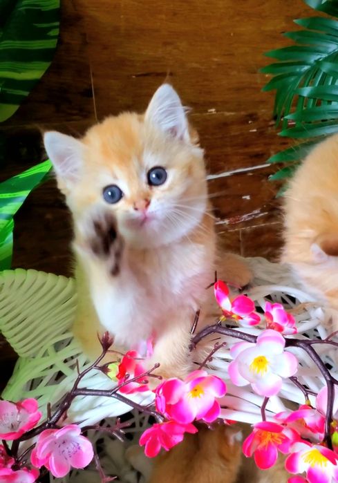 Плюшевые малышки. Ручные котята золотая шиншилла.