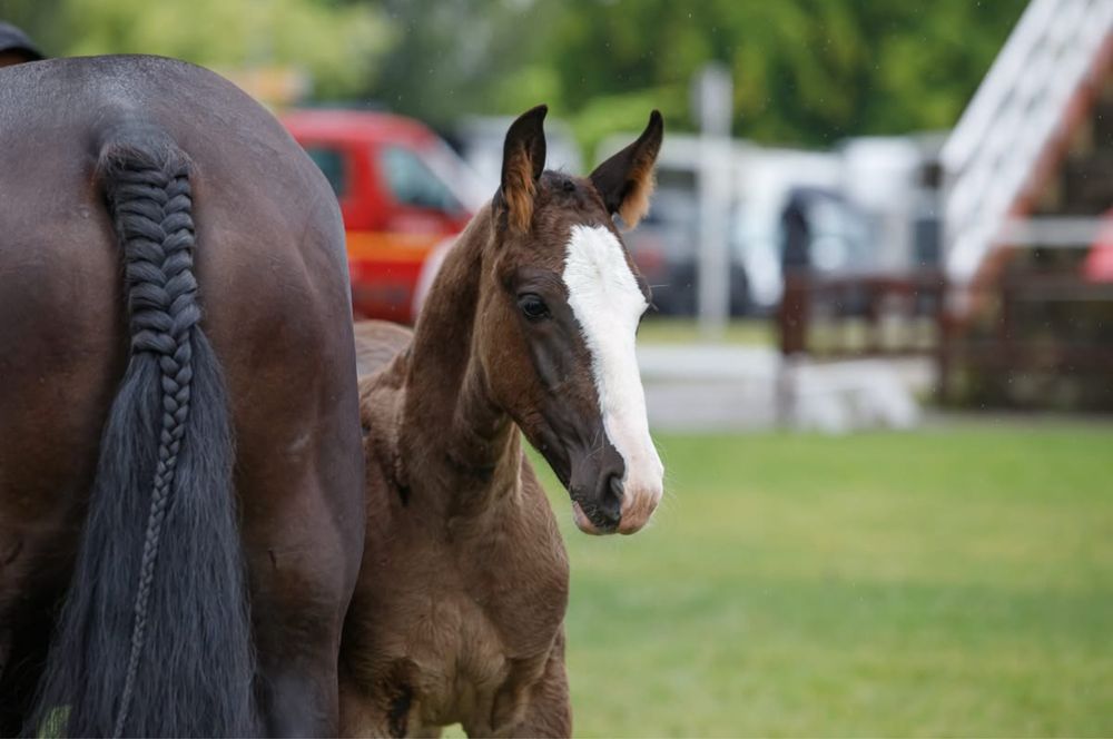 Ogierek rasy śląskiej – 8 miesięcy