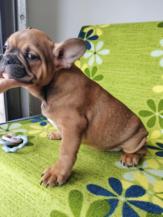 Bulldog frances fawn exotico macho