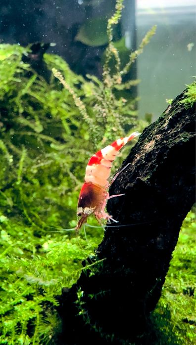 Krewetki Caridina Crystal Red