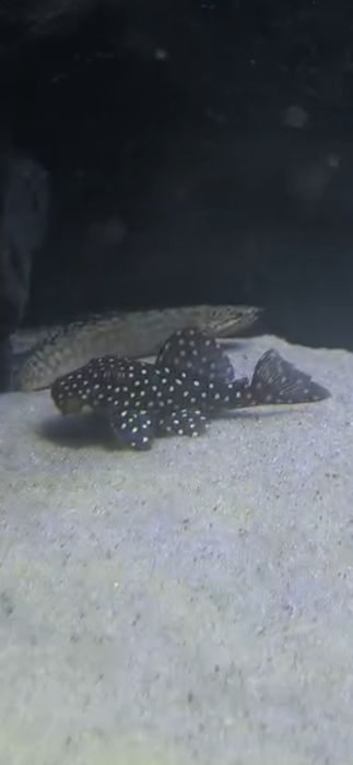 Vendo plecos raros