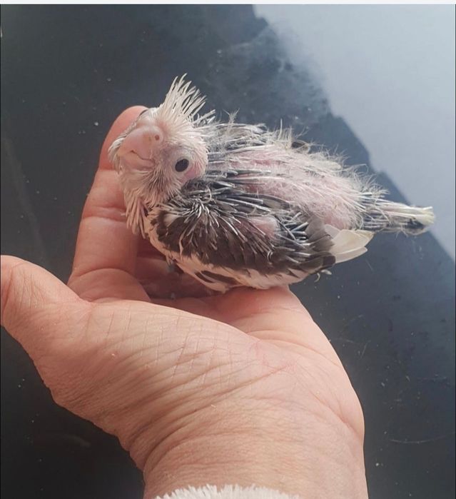 Caturras  criadas  à mão