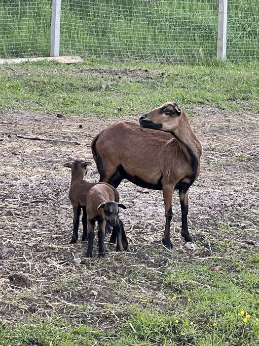 Owce kameruńskie, mozliwa wymiana