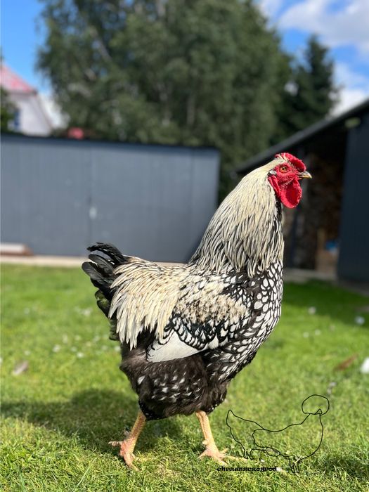 Koguty z wlasnego  lęgu