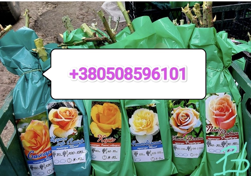 Продам саджанці троянд #гурт #опт