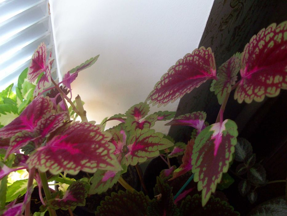 Колеус Неприхотливый влаголюбивый 9 сортов Вышлю срезыЧеренки укореню.