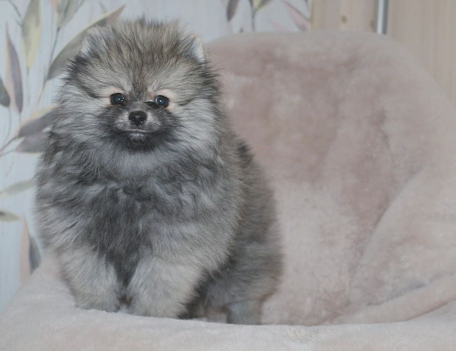 Мила міні шпіцулі