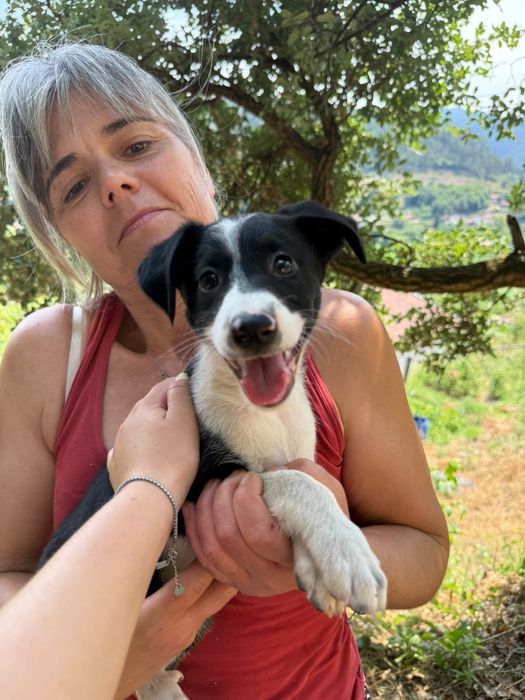 Cadelinhas 2meses porte médio pequeno muito meigas