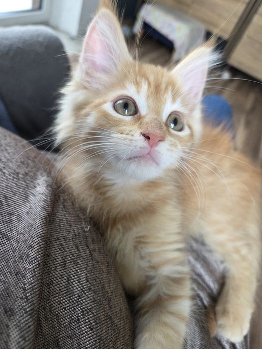 Rudy kocurek Maine Coon