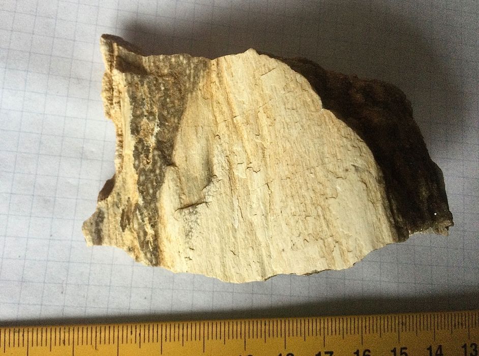 Львовское окаменелое дерево.