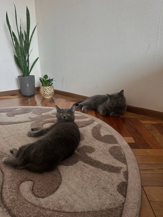 Шотландці лишилась 1 дівчинка лиш