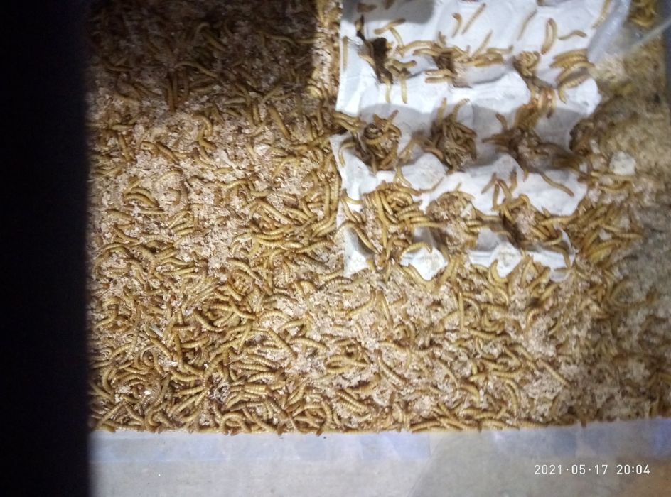 Зоофобас,мучной борошняний червь