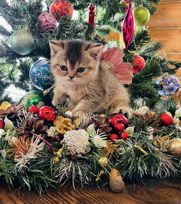 Розкішна шотландська дівчинка золота шиншила