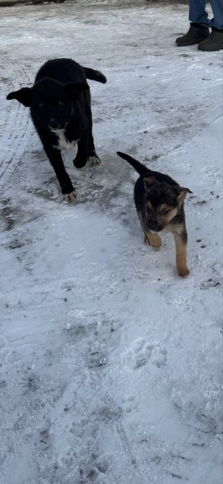 Віддам цуценяток в добрі  та люблячі руки!!!