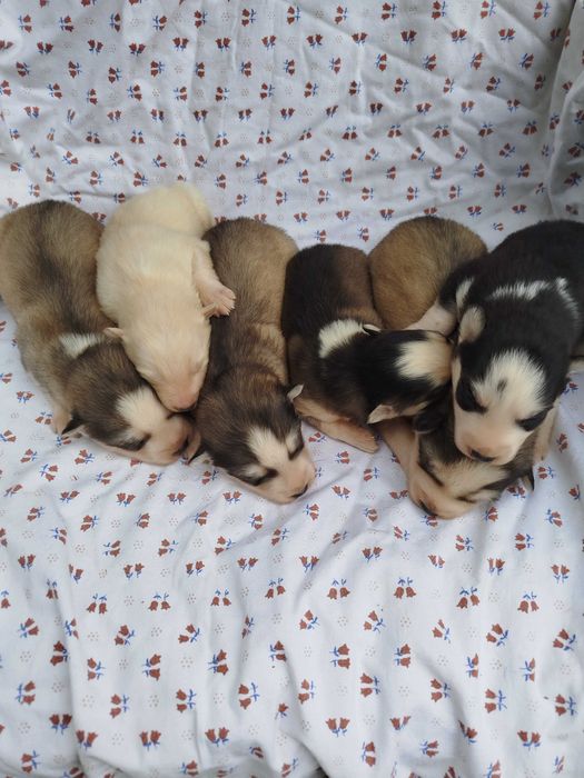 Siberian Husky suczka tel.-575302039