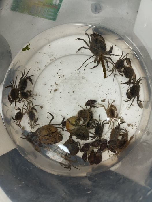 Крабы пресноводные