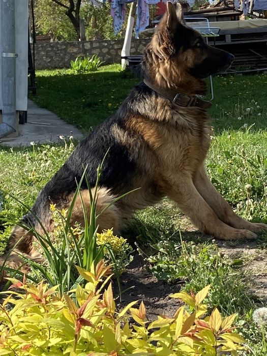 В‘язка німецької вівчарки, вязка немецкой овчарки