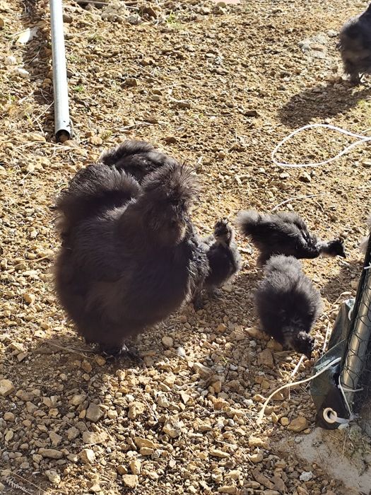 Vendo filhotes de sedosa do Japão