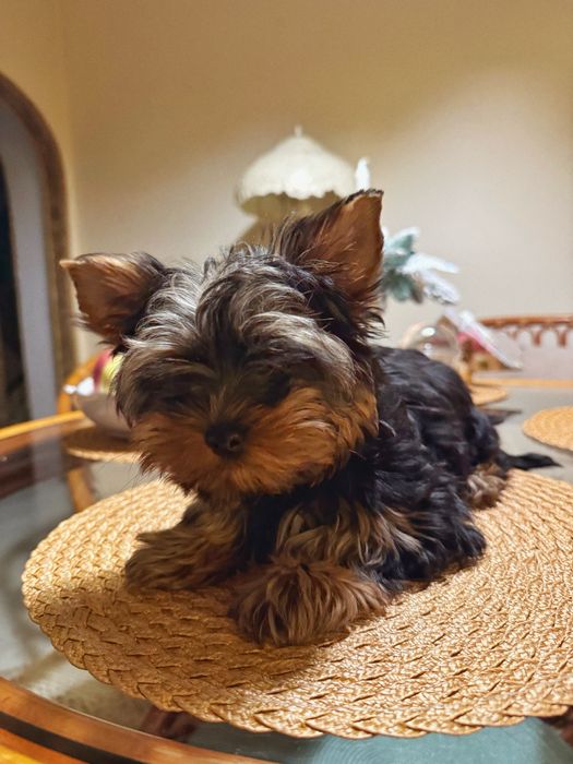 Йорк міні хлопчик преміум