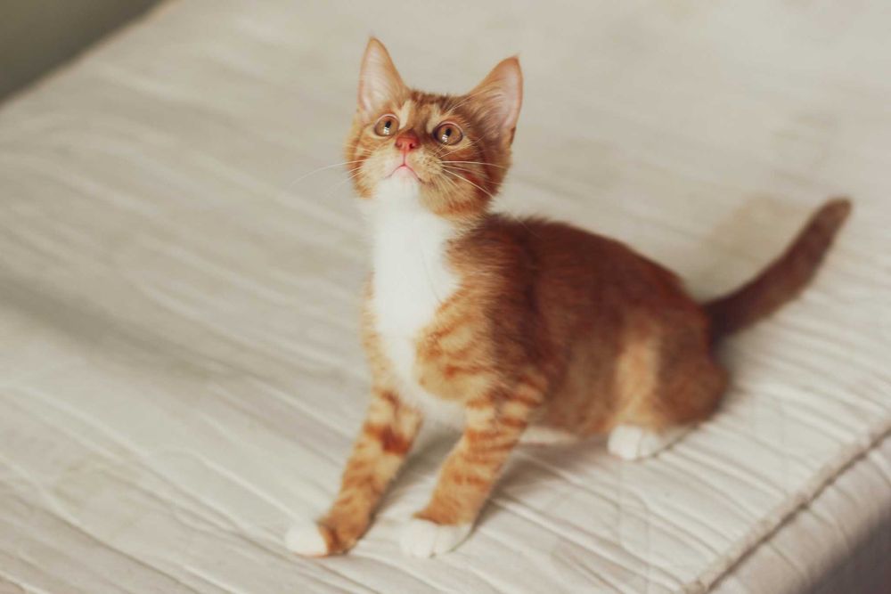 Grzech szuka domu! Fundacja "Stawiamy na Łapy"