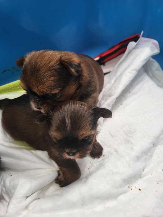 Shih Tzu śliczne pieski