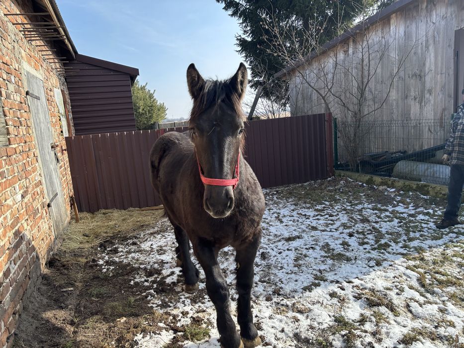 Sprzedam źrebaka zimnokrwistego 10 miesięcy – Tango, paszport