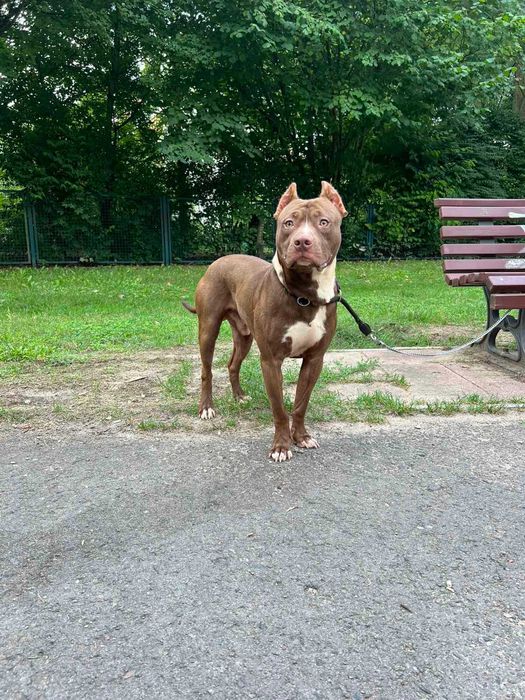 Чистокровний пітбуль