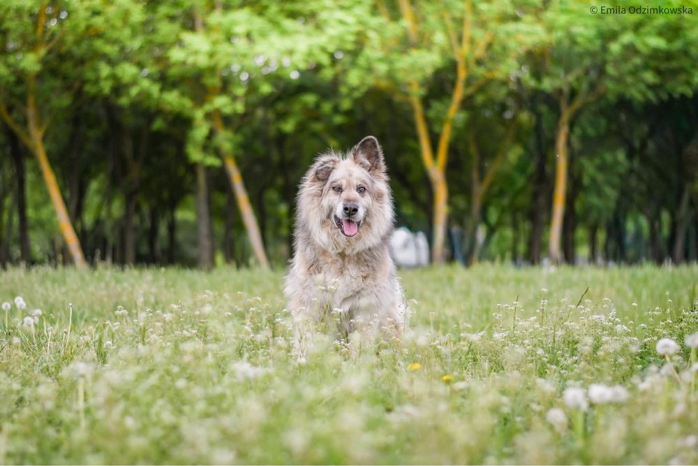 Ramona-starsza cudowna towarzyska suczka do pilnej adopcji