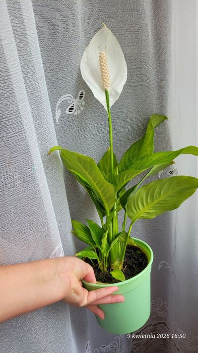 Skrzydłokwiat kwitnący tani