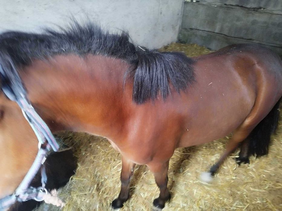 Sprzedam konia ogiera