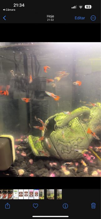 Guppies 1,25€ adultos varias cores