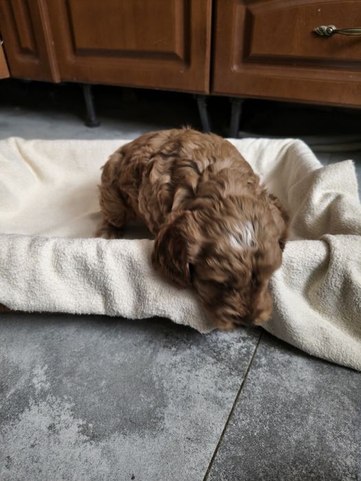 Cockapoo/chłopczyk Astor/ Cocker spaniel angielski/Pudel miniaturowy