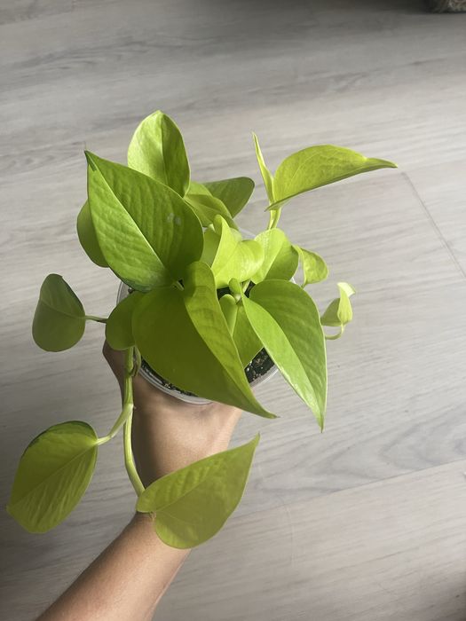 Монстера варієгатна, філодендрон, епіпремнум