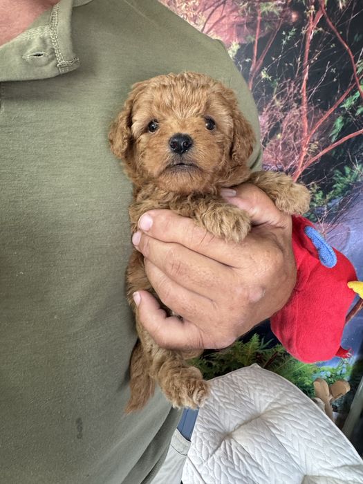 Poodle Mini Toy e Toy Vermelho