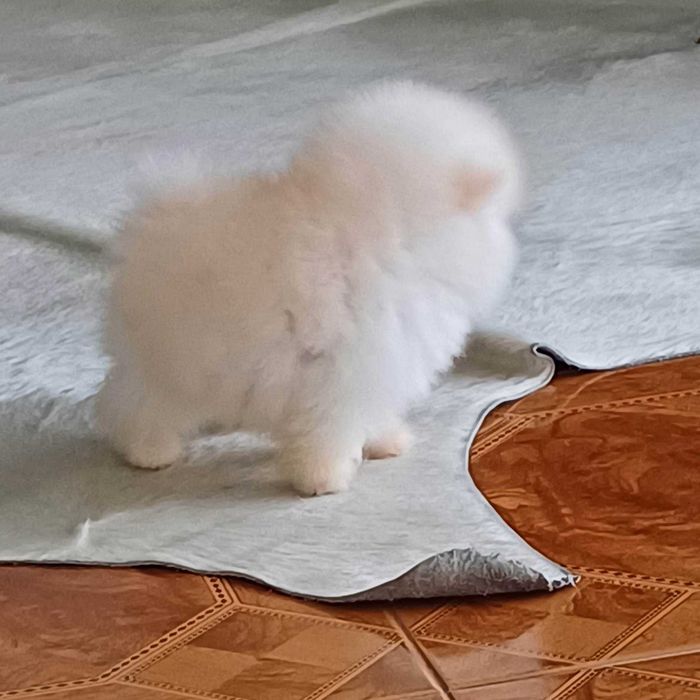 Spitz Alemão Anão e/ou Lulu da Pomerânia  FEMEA   com  LOP e AFIXO