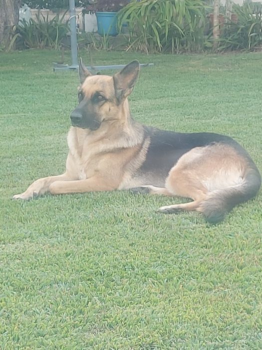 Fêmea Pastor Alemão Top