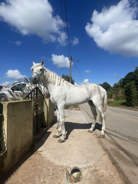 Cavalo mansinho