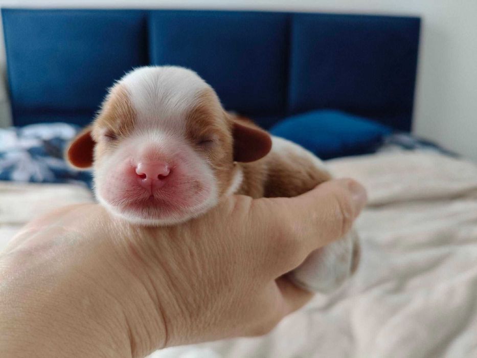 Cavalier King Charles Spaniel FCI szczenię