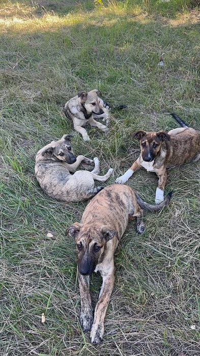 Цуцики(цуценята, щенки) шукають дім, вік 5міс