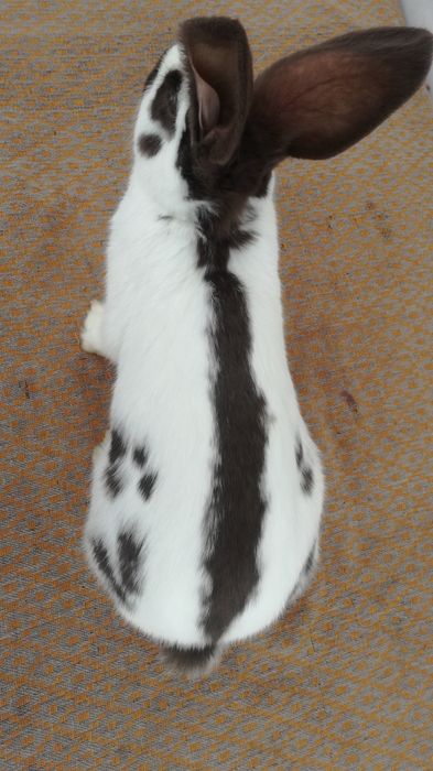 Немецкий строкач гавана