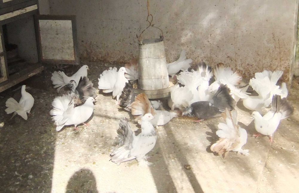 pombos de leque várias cores