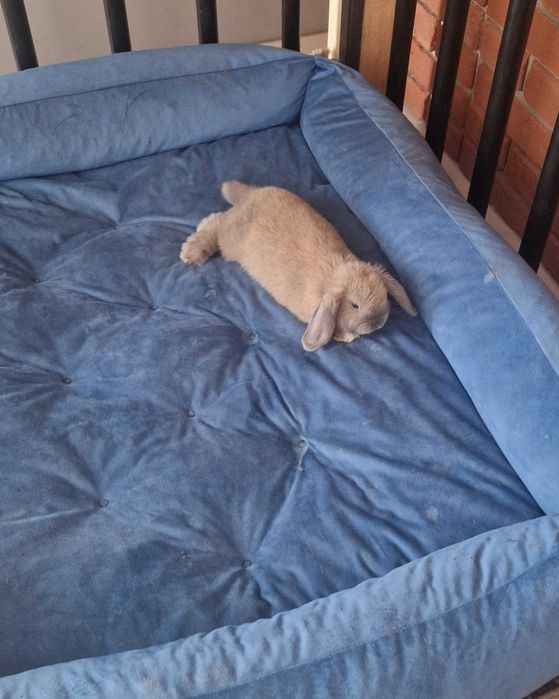 Królik mini lop z akcesoriami