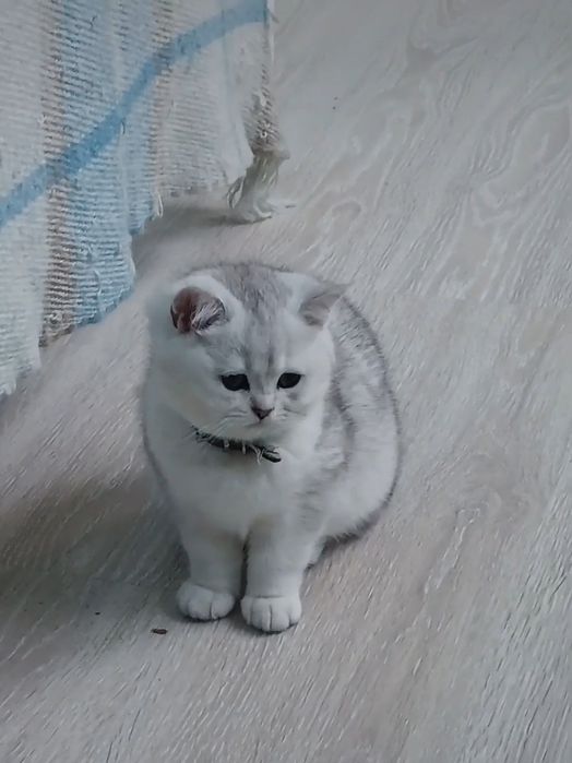 Шотландська кішечка з родословною.