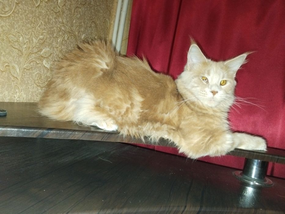 Віддам в добрі руки Мейкуна