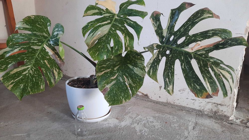 Monstera Thai Constellation