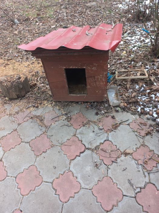 Две собачьих будки