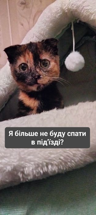 Пусінька розумняха шукає маму!