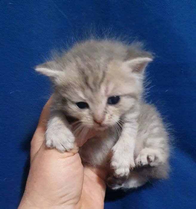 Котик  сладкий шотландец