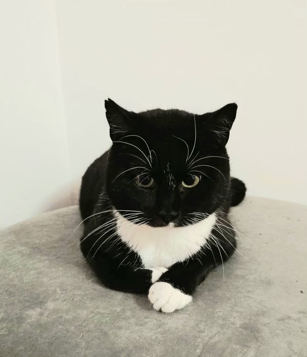 Kotka Kropka szuka swojego domku na zawsze